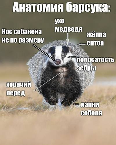 Кот барсук