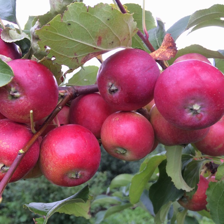 Яблоня Баргузин Описание Фото Отзывы – Telegraph