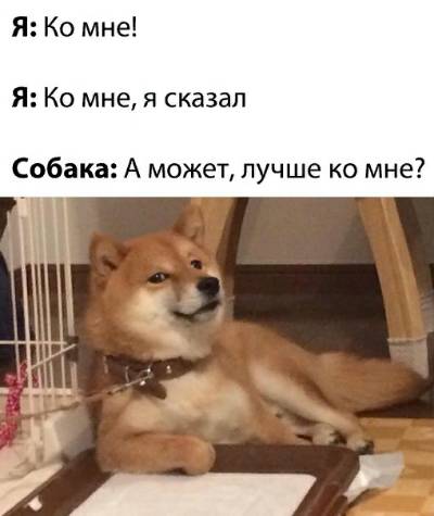 Интернет мемы с собаками Пикабу on Viber
