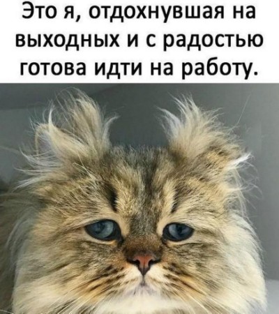 Чешу На Работу Картинки